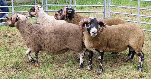 Sheep Classes