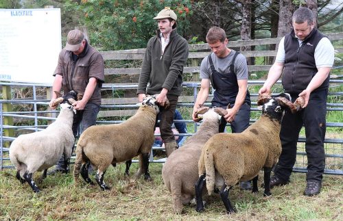 Sheep Classes
