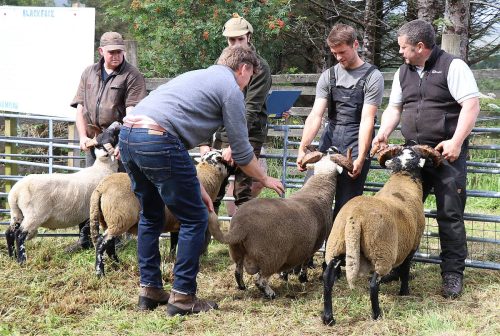 Sheep Classes