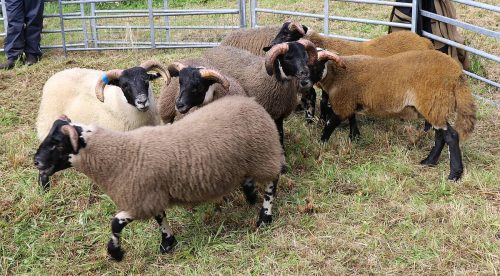 Sheep Classes