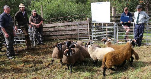 Sheep Classes