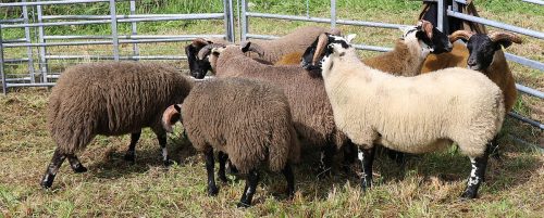 Sheep Classes