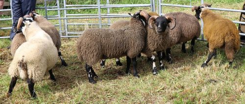 Sheep Classes