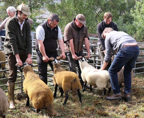 Sheep Classes