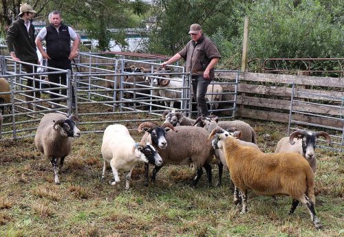 Sheep Classes