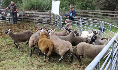 Sheep Classes