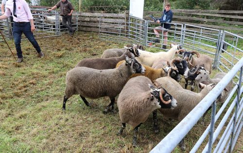Sheep Classes