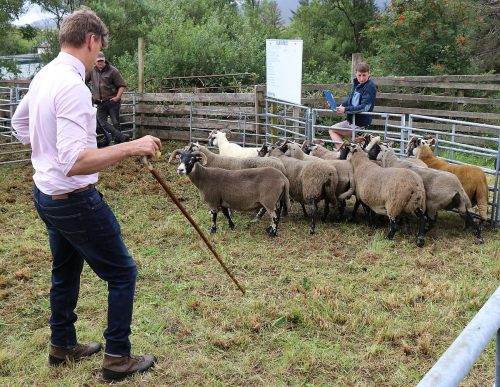 Sheep Classes