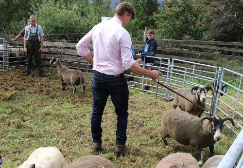 Sheep Classes