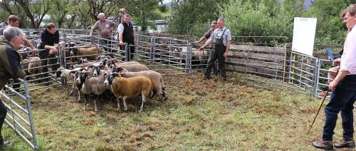 Sheep Classes