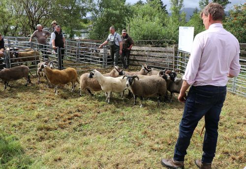 Sheep Classes