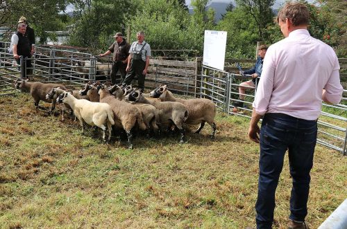 Sheep Classes