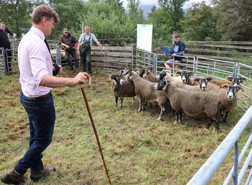 Sheep Classes