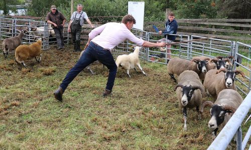 Sheep Classes