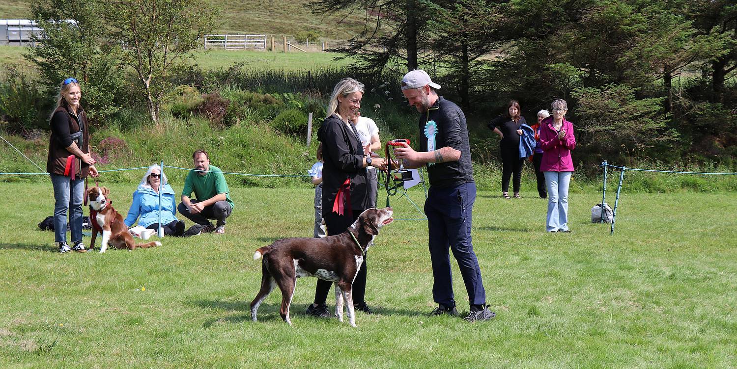 Dog Classes Competition